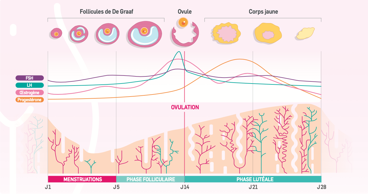 schéma des quatre phases du cycle menstruel avec évolution hormonale
