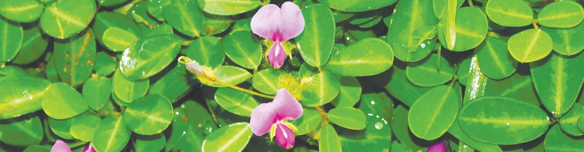 Desmodium