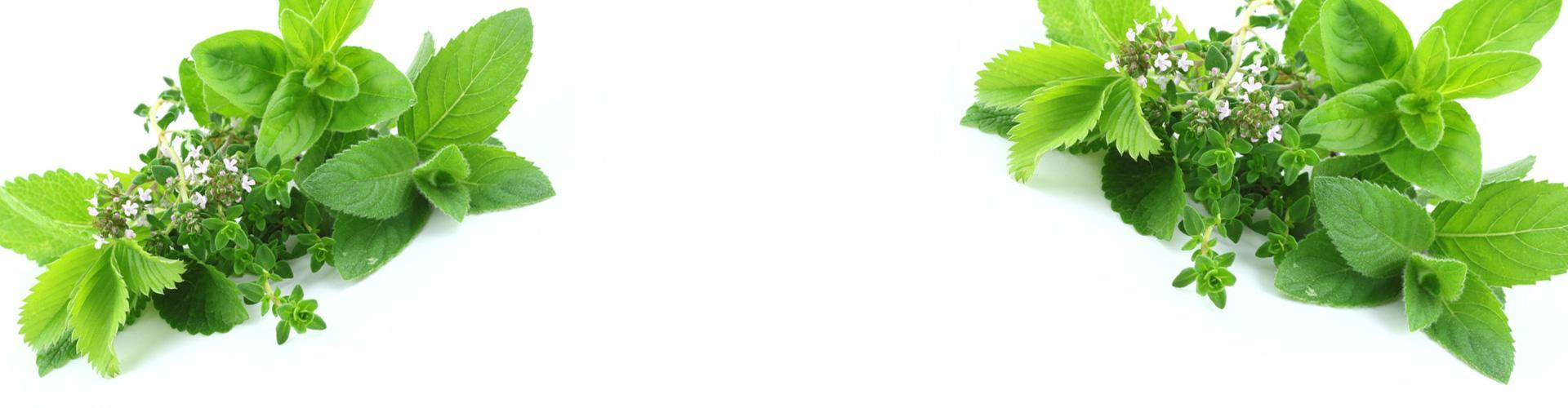 Les plantes du sommeil