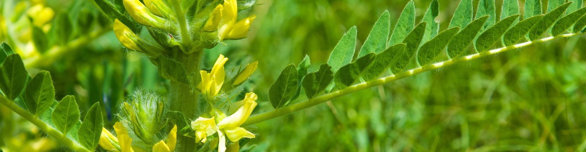 Astragale, plante de l'immunité et du vieillissement