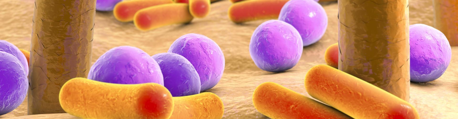 Micro organismes présents à la surface de la peau