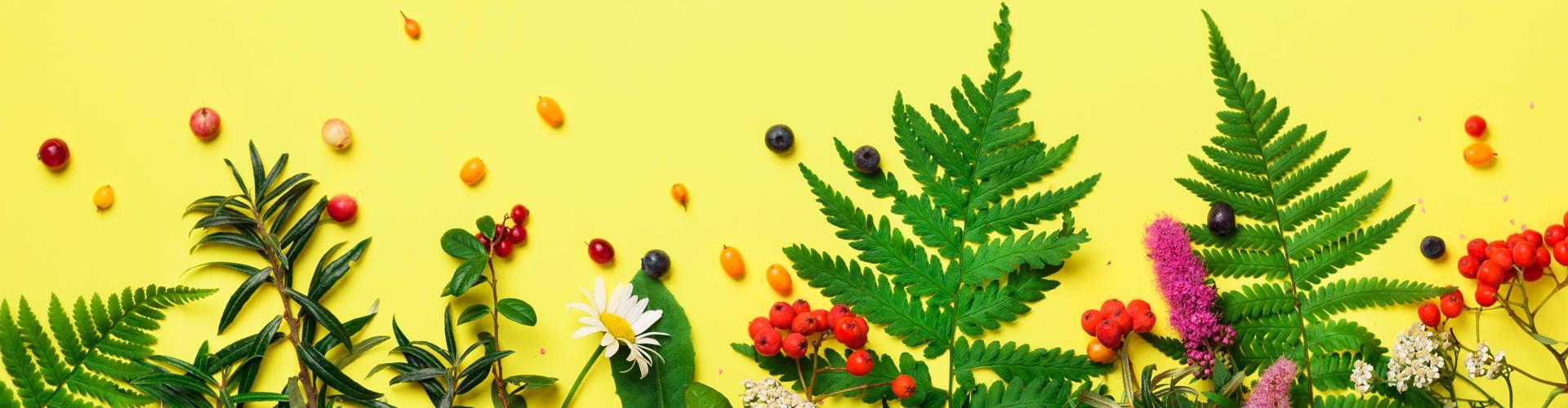 Bannière plantes