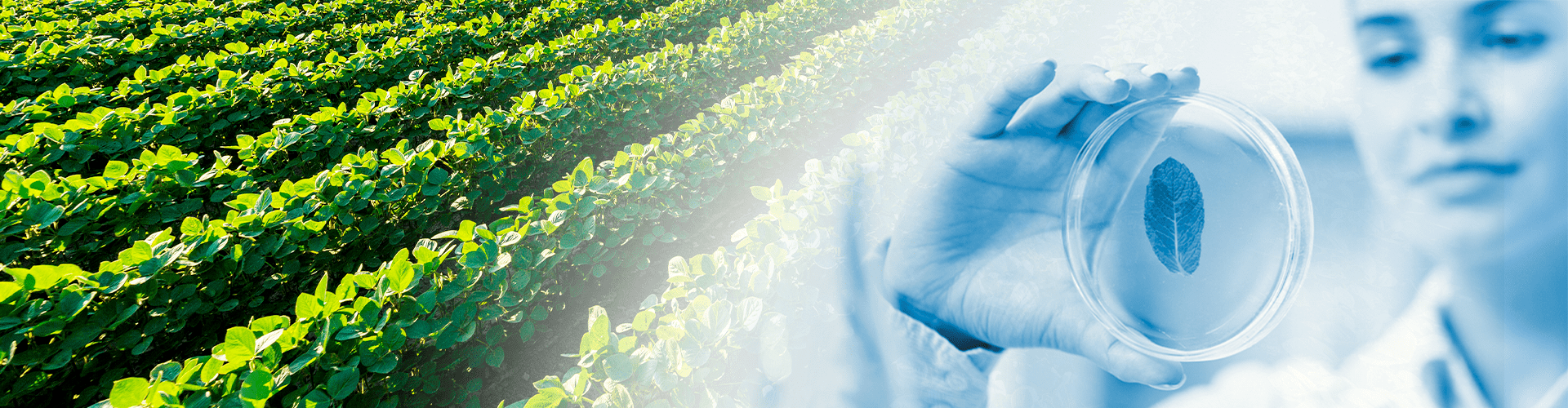 Expertise du Végétal PiLeJe