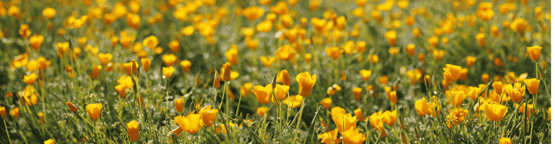 PiLeJe certifiée B corp