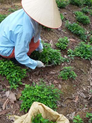 Visuel cueillette orthosiphon