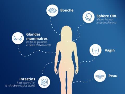 Les différents microbiotes - Vignette