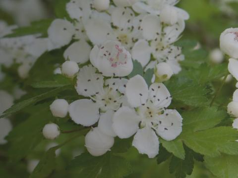 Phytothérapie