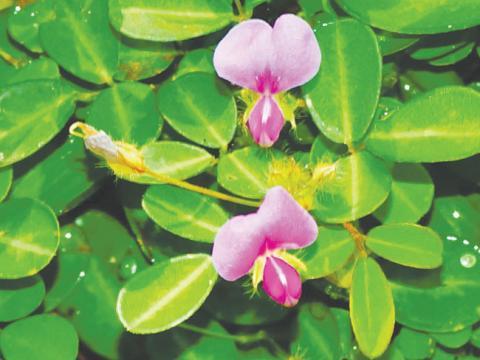 Vignette desmodium