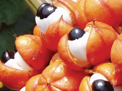 vignette guarana