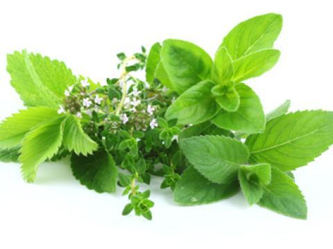 Les plantes du sommeil vignette Les plantes du sommeil vignette