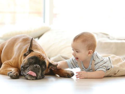 Les animaux de compagnie peuvent prévenir l’apparition des allergies chez le petit enfant Les animaux de compagnie peuvent prévenir l’apparition des allergies chez le petit enfant
