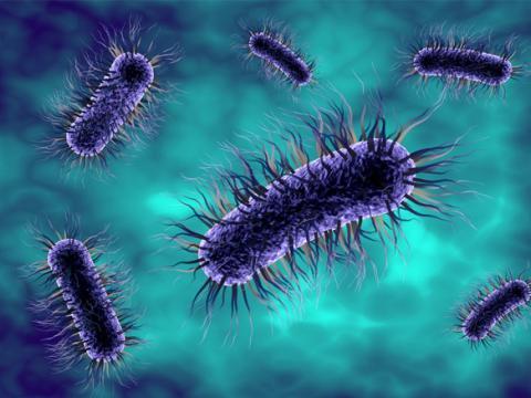 Vignette lutter contre les diarrhées sous antibiotiques Vignette lutter contre les diarrhées sous antibiotiques