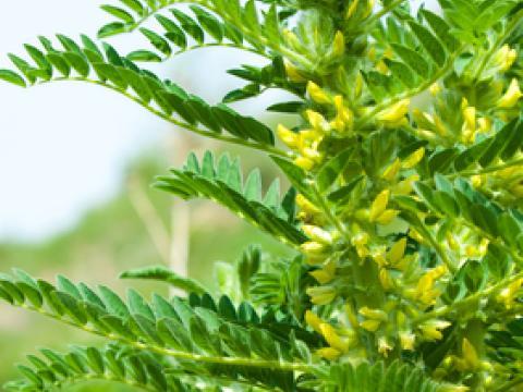 Astragale