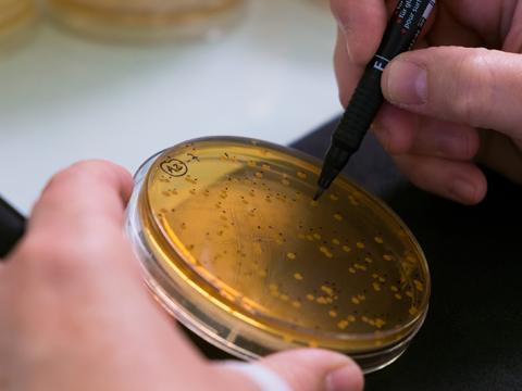 Vignette - Microbiotes et études