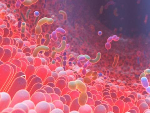 vignette-microbiote-intestinal-sante