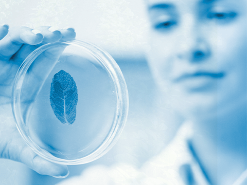 Expertise du végétal