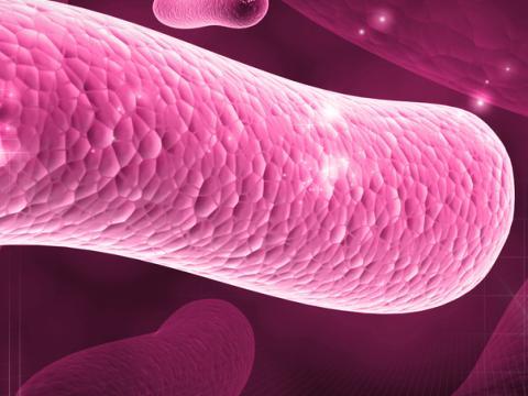 image représentant une souche