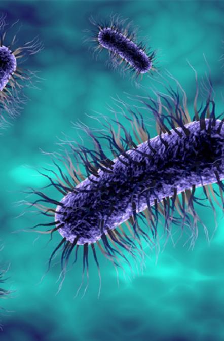 Vignette lutter contre les diarrhées sous antibiotiques Vignette lutter contre les diarrhées sous antibiotiques