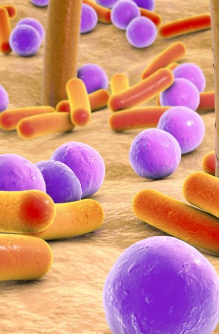 Microbiote cutané Micro organismes présents à la surface de la peau