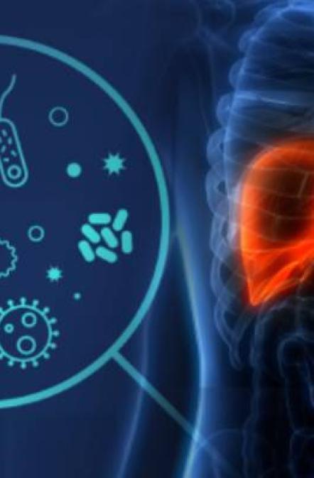 Vignette Microbiote et foie