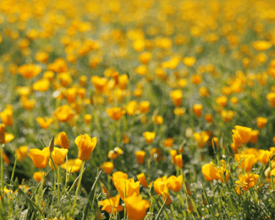 Certification b corp