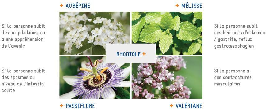 Association rhodiole