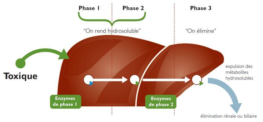 Infographie Foie