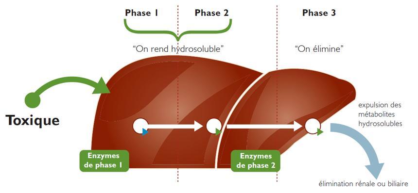 détoxifiant hépatique effets secondaires