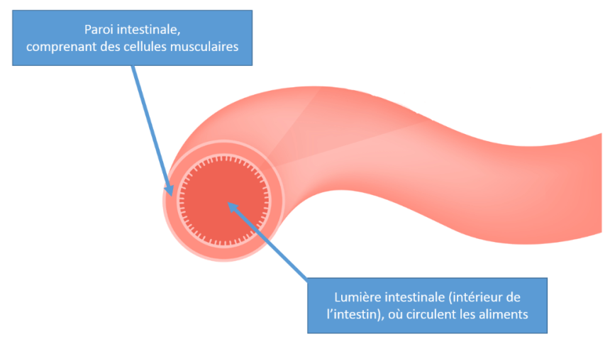 Côlon irritable ou Syndrome de l'intestin irritable | Revue Santé ...