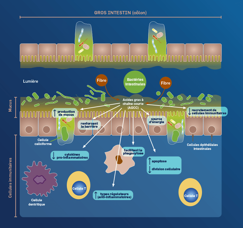 Fibres alimentaires: Comment fonctionnent-elles?