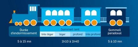 schéma cycle du sommeil