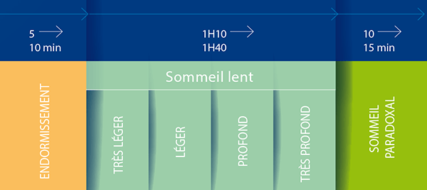 Les cycles du sommeil