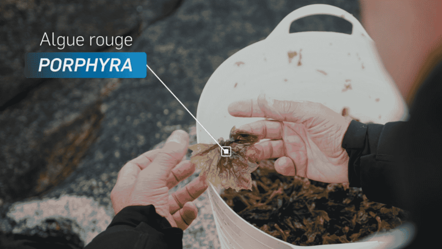 Porphyra, de la récolte à notre laboratoire