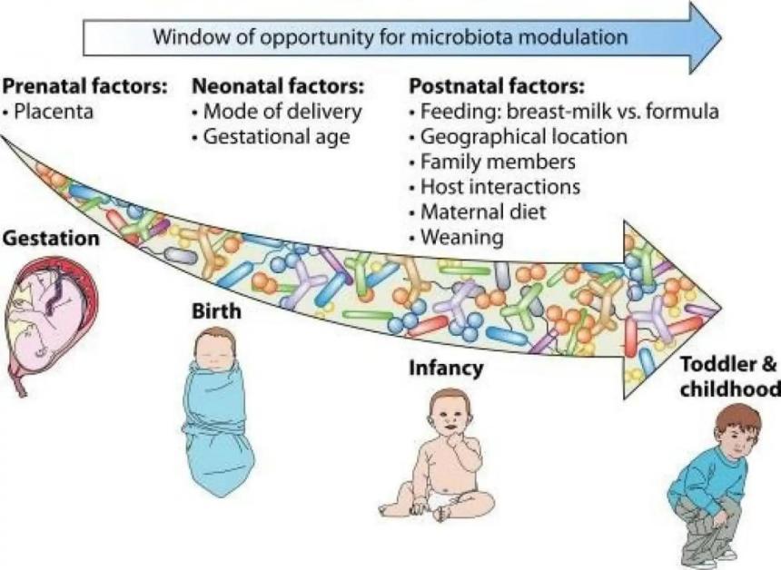Les étapes importantes de la modulation du microbiote du nourrisson