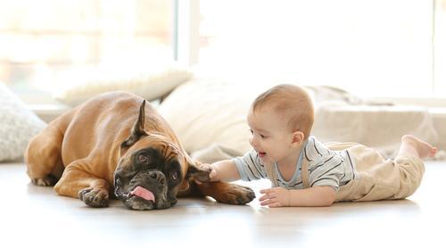 animal de compagnie et allergie
