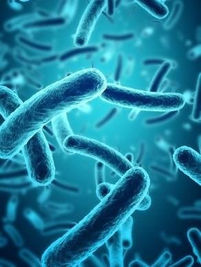 Les probiotiques, utiles en cas de rhinite allergique