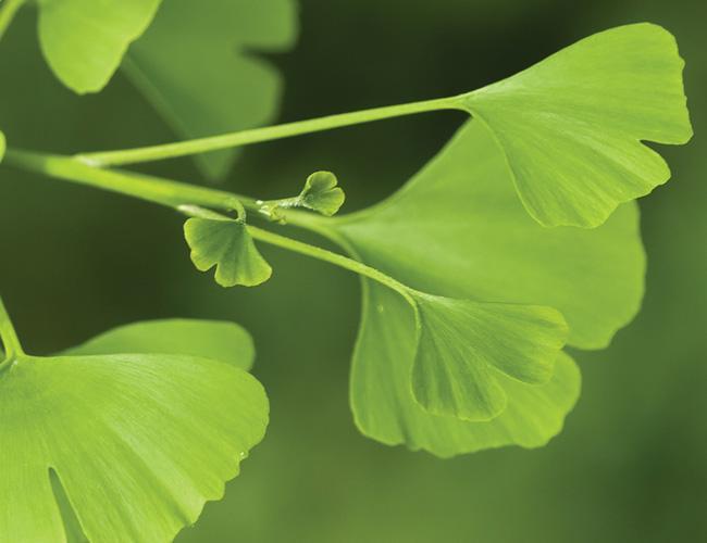 Ginkgo