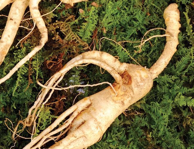 Ginseng Thumbnail