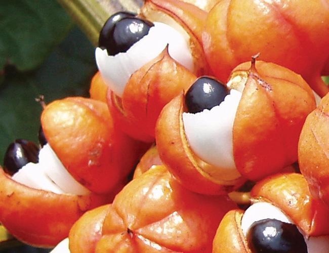 Guarana