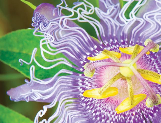 Passiflore