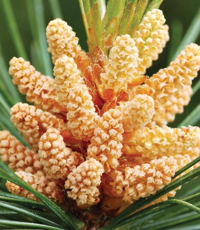 Pin sylvestre
