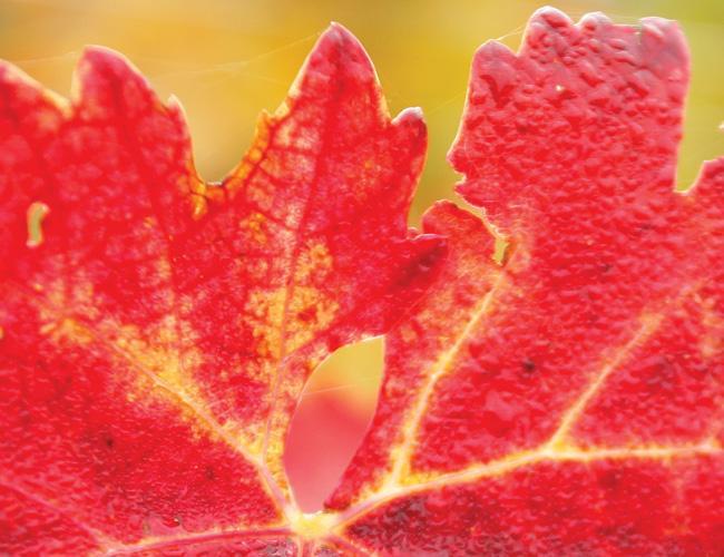 Vigne rouge