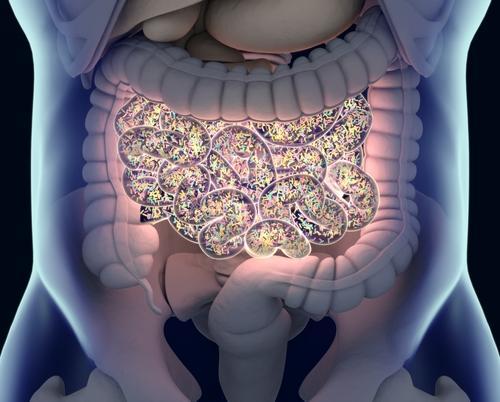 Bactéries intestinales