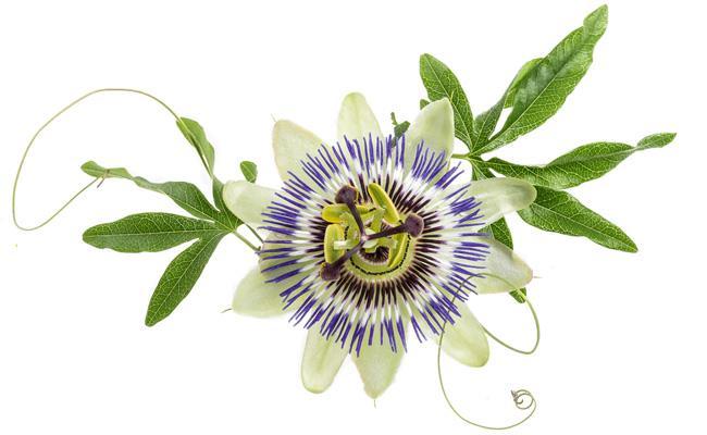 Passiflore