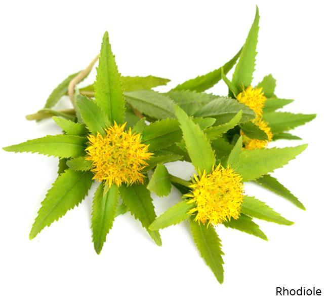 Visuel rhodiole