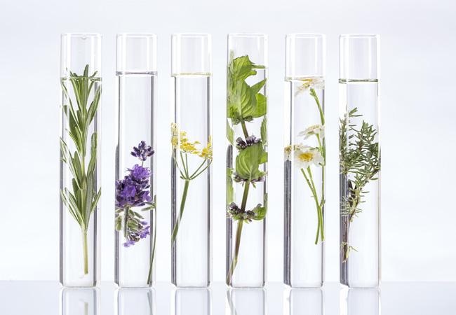 Visuel tubes plantes