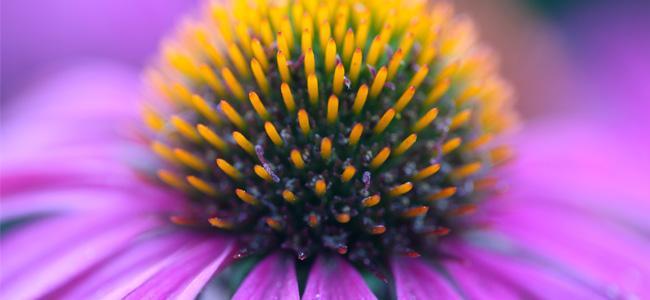 Visuel zoom sur le totum de la plante