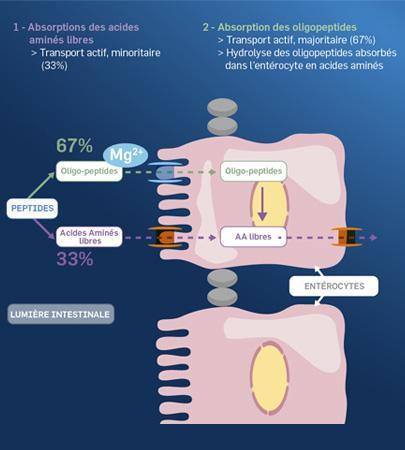 PiLeJe | Absorption sel