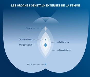 organes génitaux externes microbiote vaginal