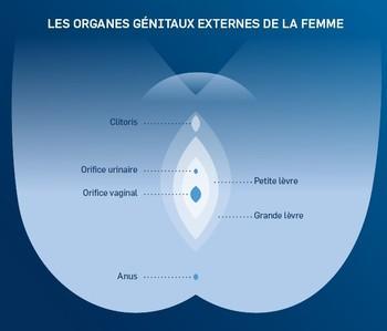 Microbiote vaginal : Agir sur son équilibre